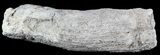 Fish Coprolite (Fossil Poo) - Kansas #49353-1